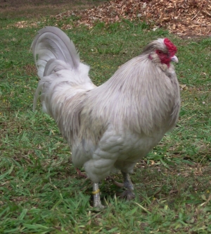 arucana cockerel.jpg