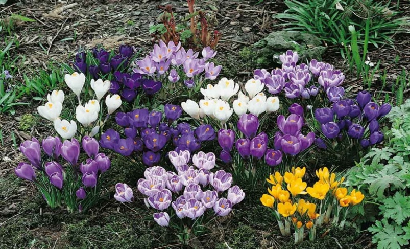 bulbs1.jpg