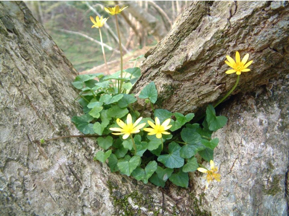 small yellow flowers